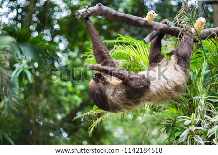 
One sloth is perched on a branch. Is the slowest animal in the world