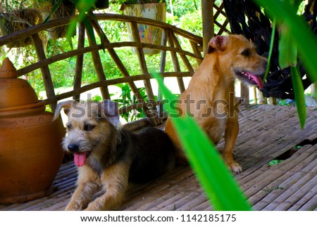 Two wire-haired Jack Russell Terrier in house at morning.