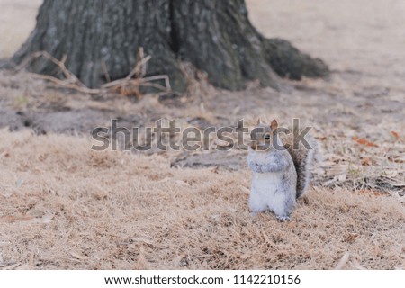 Funny American squirrel is sitting on the ground near the tree