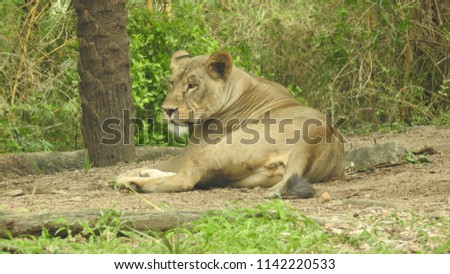 Landscape photo of Lioness sitting in forest with green background with trees and grass, looking away of camera.