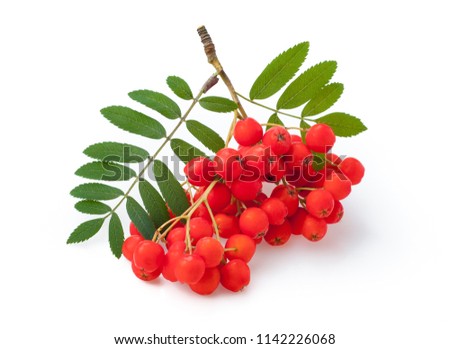 Red ripe bunch of rowan with green rowan leaves isolated on white background Royalty-Free Stock Photo #1142226068