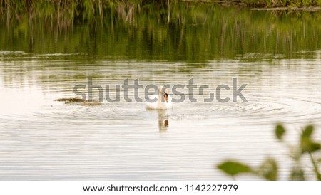 white wild swans on a pond