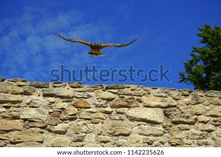 bird against the background of the blue sky. Eagle. Buzzard.