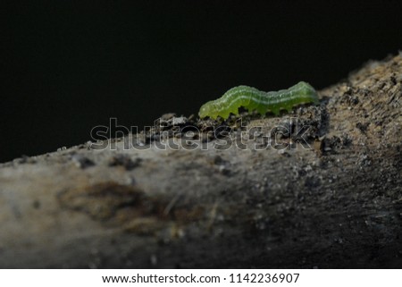 Close up of a green inch worm on a branch