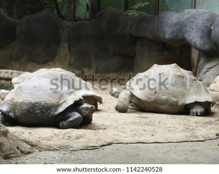 Large old turtle