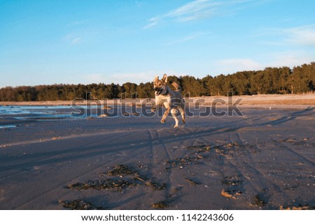 funny pictures of puppy Golden Retriever at sunset on the sea