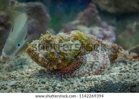 Stonefish in the Sand