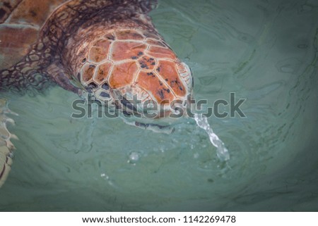 Turtle swimming in the blue water