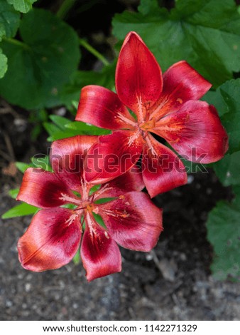 Red lily (Lilium)