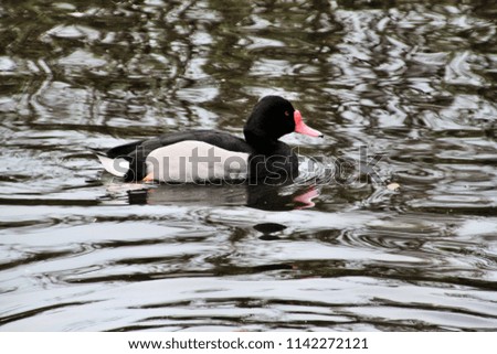 A picture of a Rosybill Duck