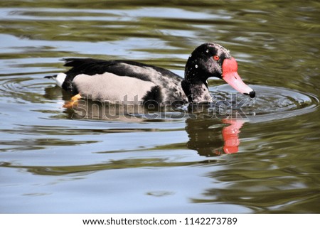 A picture of a Rosybill Duck