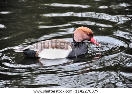 A picture of a Pochard Duck