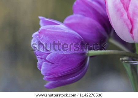 An image of freshly picked purple and pink tulips arranged in a glass vase photographed in profile.