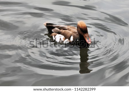 A picture of a Pochard Duck