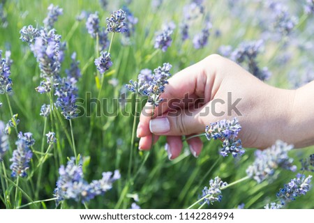 Woman hand picking flower in lavender field, with sunlight rays in Kuyucak, Lavender Scented Field in Isparta, Turkey Royalty-Free Stock Photo #1142284994