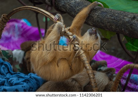 Baby sloths in a rescue center near Puerto Viejo, Costa Rica.