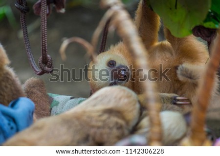Baby sloths in a rescue center near Puerto Viejo, Costa Rica.