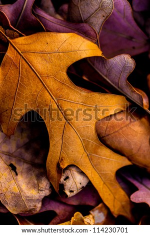Closeup of Beautiful Intricate Fall Foliage.  A Classic Symbol of Autumn.