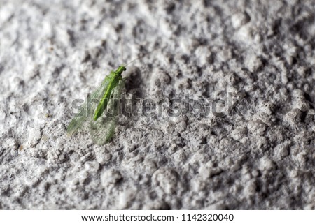 night insect on a wall garden pests