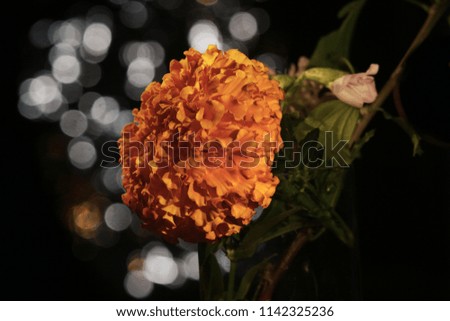 bouquet of field flowers