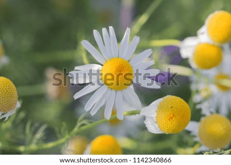 Leucanthemum vulgare, the ox-eye daisy, or oxeye daisy, close up, flowers on meadow
