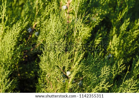Green leaves of ornamental bushes in bright sun.