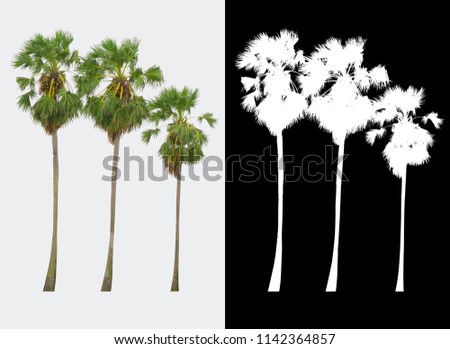 Isolated green tree on white background, The collection of trees, Use for design, retouch, advertising, architecture, die cut with alpha channel