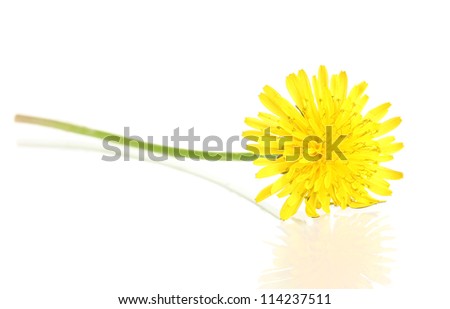 Dandelion flower isolated on white