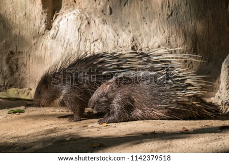 malayan porcupine, himalayan porcupine or large porcupine