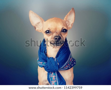 Suspicious Chihuahua portrait