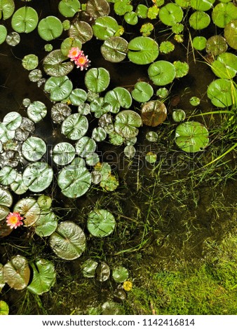 Bright green lily pads floating on a still pond
