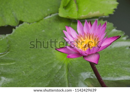 Focus, picture Lotus fresh color that see beautiful.