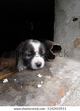 Homeless​ puppy waiting for someone help. Lonely feeling concept. Close up. Blurred image.