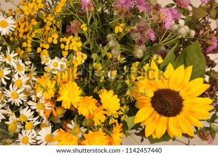 Medicinal plants and sunflower on white background