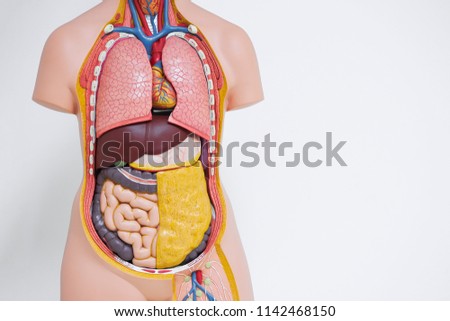 Artificial human body anatomical model showing internal organs inside in medical office Royalty-Free Stock Photo #1142468150
