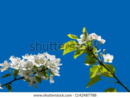 Blooming apple tree branch with large white flowers (isolated on a blue background)-- Beautiful natural background with apple tree flowers   