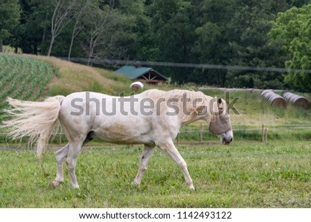 White horse with a fly mask walking to the right with corn fields and round hay bales in the background.