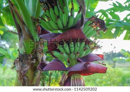 organic young bananas on tree at agriculture farm.