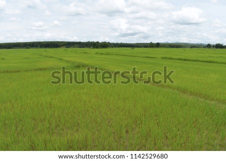 Rice fields in northern Thailand 