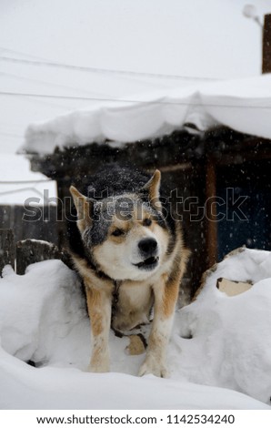 Snow falls on the dog