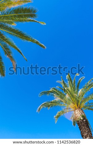 Bottom up view of two green Mediterranean palm treetops against clear blue sky on a summer day. Happy summer background.