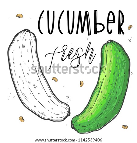 Vector vegetables cucumber in a realistic sketch style. Healthy food, natural product, vegetable farm, vegan food, sports nutrition. Vintage illustration. Color and black line. Text