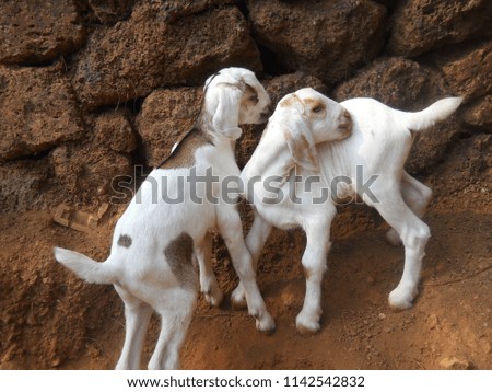 small and cute baby goat images , cute  calf images, playing calf image.
