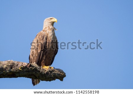 White-tailed eagle sitting on an old branch, isolated on blue background, in Danube Delta, Romania