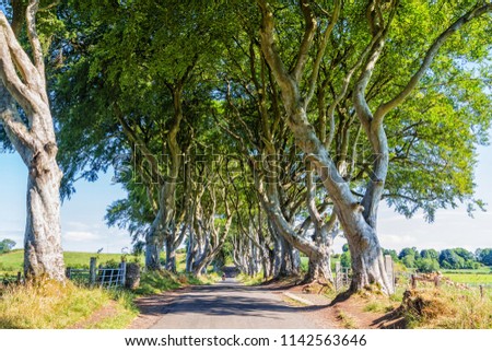 The famous path of Dark Hedges located in Armoy, County Antrim, North Ireland photographed late afternoon. Tunnel-like avenue of intertwined beech trees.
