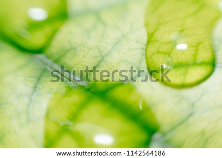 abstract,bokeh leaf nature green background.