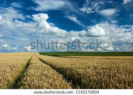 Technological path to the wheat field and clouds in the sky