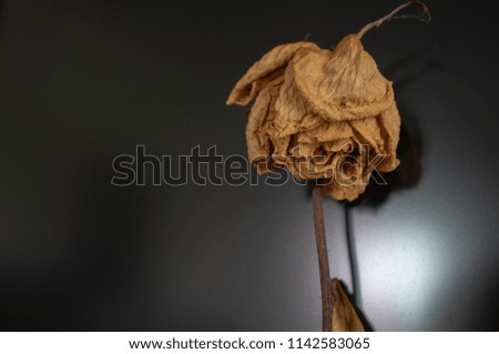 Rose dried Brown background black