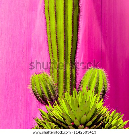 Plants on pink concept. Minimalism. Cactus lover concept