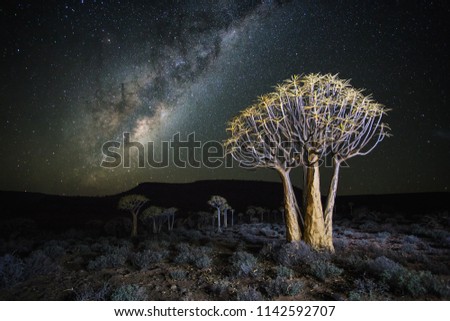 Wide angle astro photography photo with the blazing milky way over the Quiver tree forest in Nieuwoudtville in the Northern Cape of South Africa